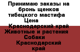Принимаю заказы на бронь щенков тибецкого мастифа › Цена ­ 20 - Краснодарский край Животные и растения » Собаки   . Краснодарский край